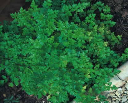 Picture of Plain Leaf Parsley (French)